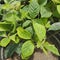 Green Leaf Kecibeling Strobilanthes Crispus Plant